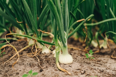 Uien in de grond